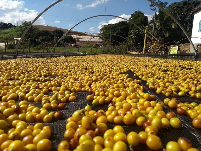 O arame também está no cultivo de café 