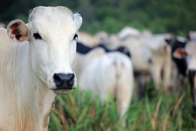 Autoridades participam do Congresso Brasileiro do Agronegócio 2025