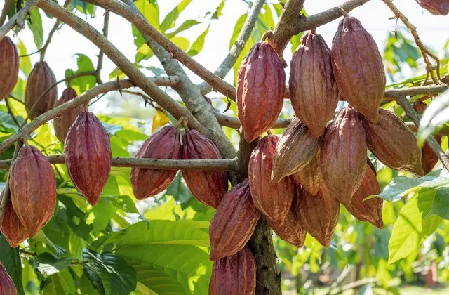 Clima segue como fator-chave, mas produção fora da África impulsiona recuperação do mercado global de cacau