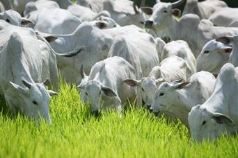 O papel da fertilidade na Inseminação Artificial