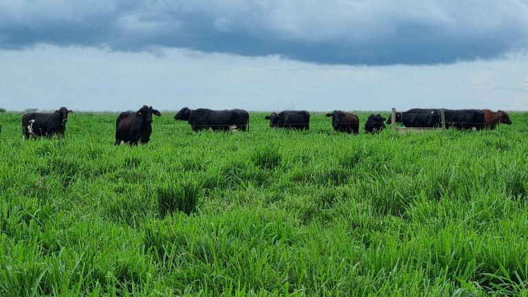 Vacas com genética adaptada produzem o triplo da média de leite em Mato Grosso