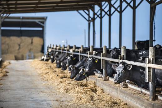 Phibro Saúde Animal une-se à Associação Brasileira de Inseminação Artificial