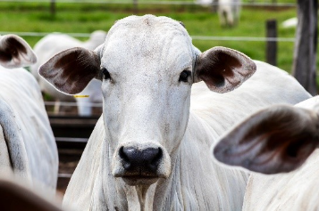 Belgo Arames fortalece atuação no agro e marca presença em mais de 1.000 leilões de gado em 2026 