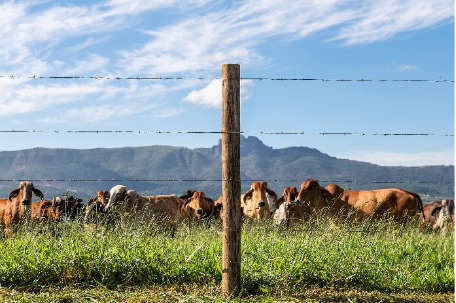 Belgo Arames apresenta na Agrishow inovações em cercamento e monitoramento inteligente de gado  