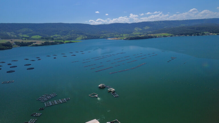 Fider Pescados reduz em 2% o consumo de água com modelo sustentável de produção de tilápia
