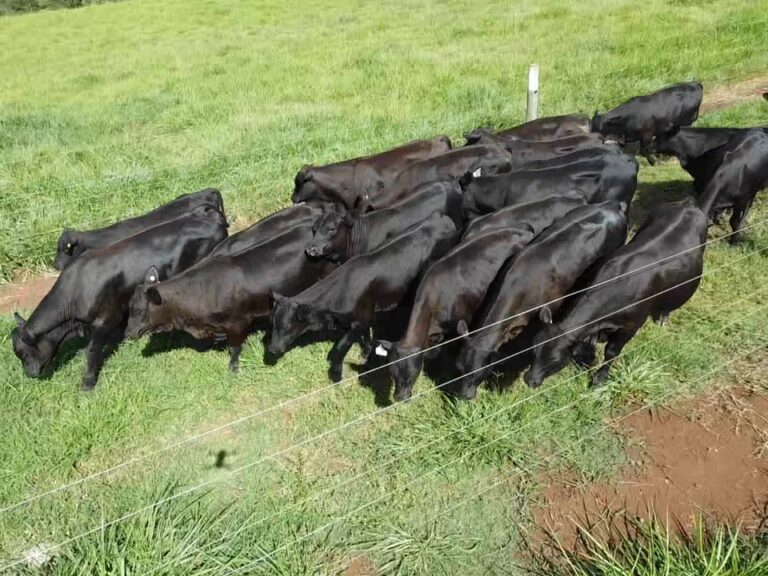  Carne bovina premium ganha reforço de nova raça bovina