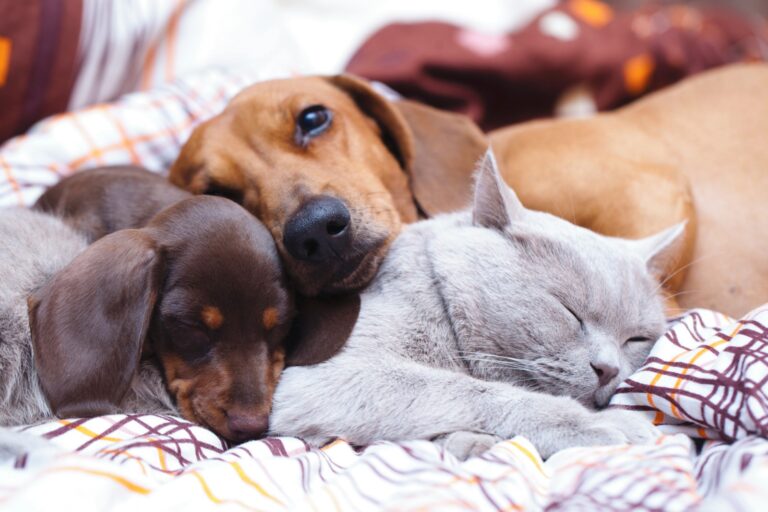 Julho Dourado: imunização e prevenção antiparasitária antes das férias de inverno protegem pets, famílias e outros animais