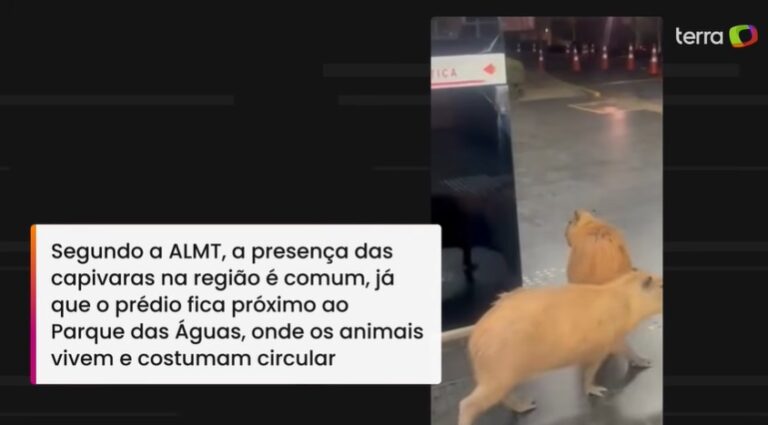 Capivaras invadem Assembleia Legislativa de MT e ‘fazem ronda’ pela recepção