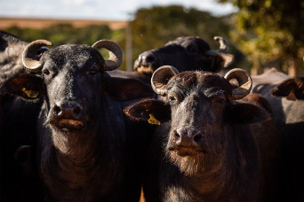 Comportamento animal: por que os búfalos exigem estruturas mais resistentes nas fazendas?