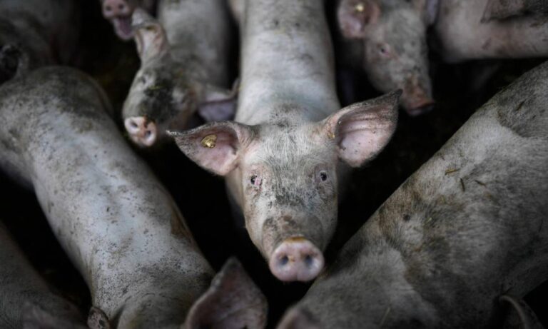 A crise dos antibióticos expõe uma discussão que o Brasil evita: as condições de vida dos animais que sustentam sua indústria de proteína